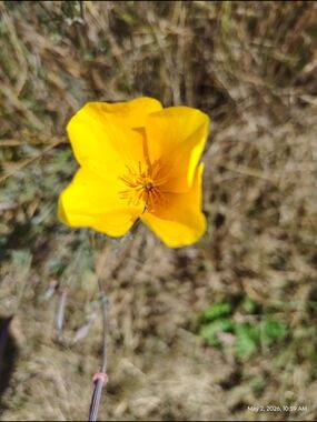 Bright Yellow Single Bloom Floral Photo Print